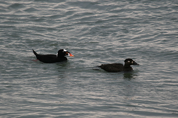 Surf Scoter