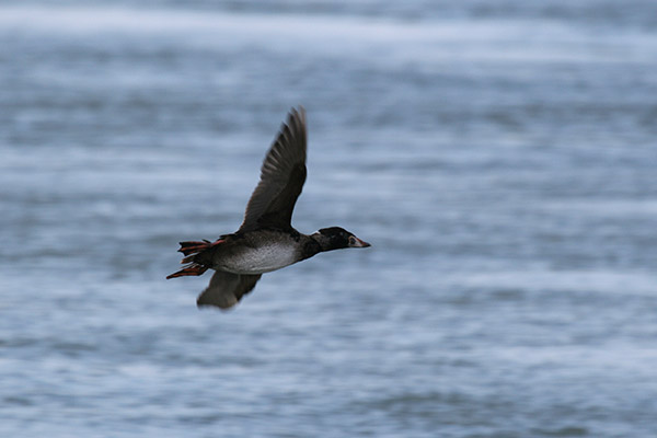 Surf Scoter