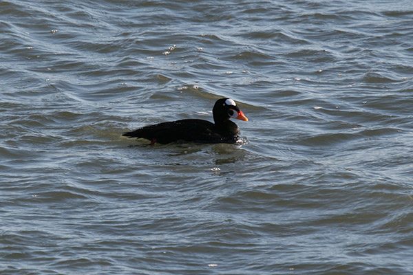 Surf Scoter