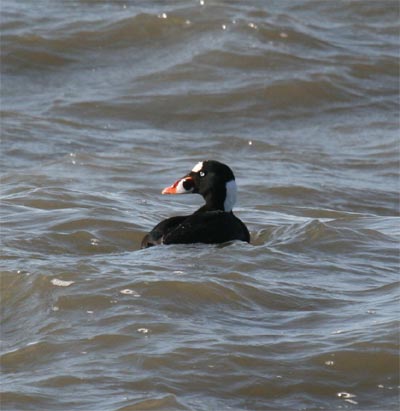 Surf Scoter