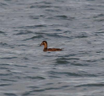 Surf Scoter