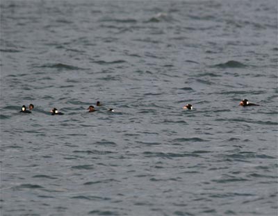 Surf Scoter