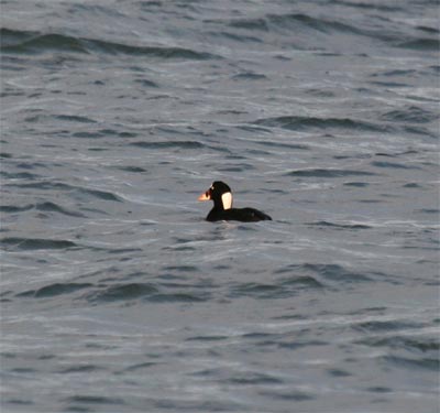 Surf Scoter