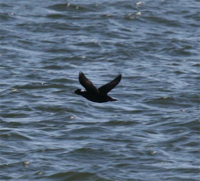 Surf Scoter