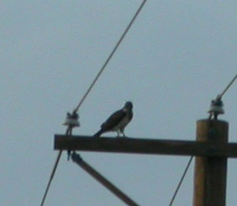 Swainson's Hawk