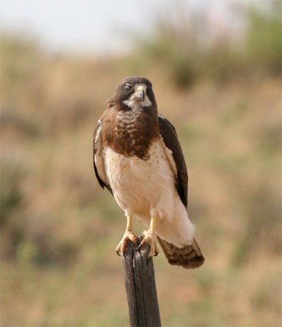 Swainson's Hawk