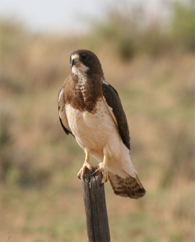 Swainson's Hawk