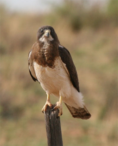 Swainson's Hawk