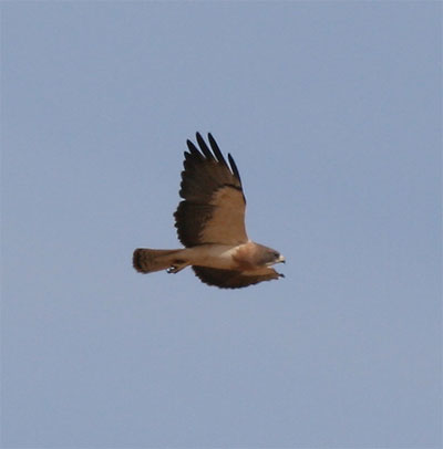 Swainson's Hawk