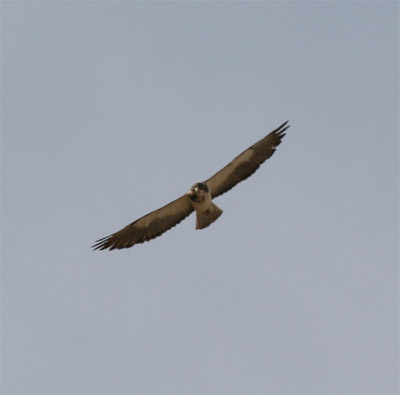 Swainson's Hawk