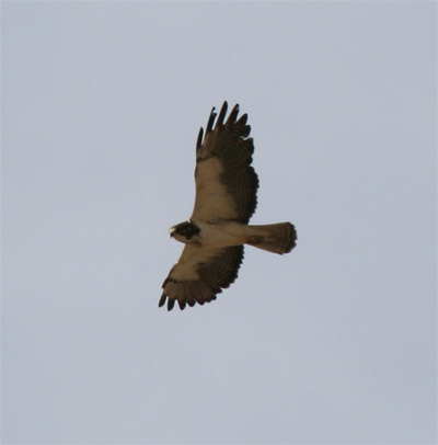 Swainson's Hawk