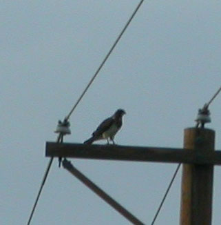 Swainson's Hawk