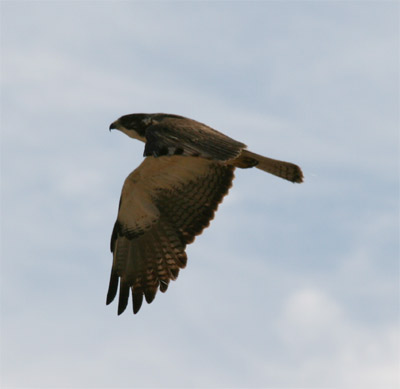 Swainson's Hawk