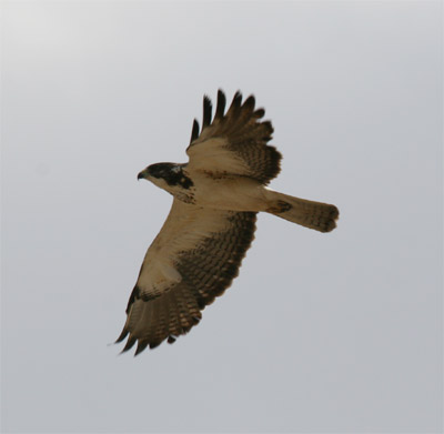 Swainson's Hawk