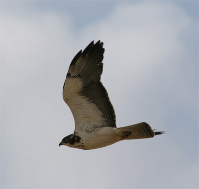 Swainson's Hawk