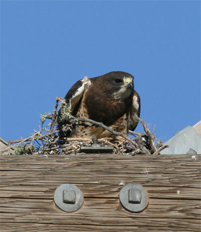 Swainson's Hawk