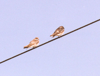 Bank Swallow