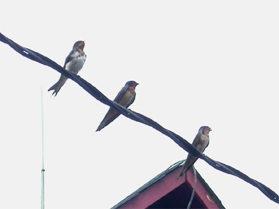 Barn Swallows