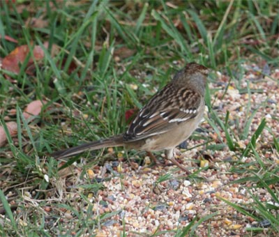 White Crowned Sparrow