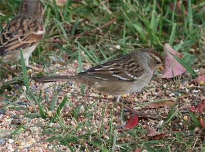 White Crowned Sparrow