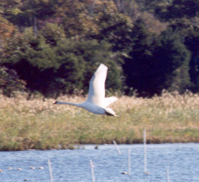 Mute Swans