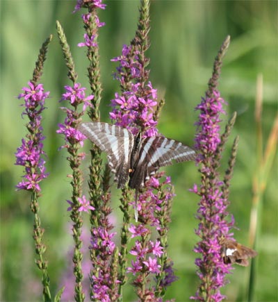 Zebra Swallowtail