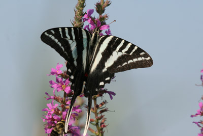 Zebra Swallowtail