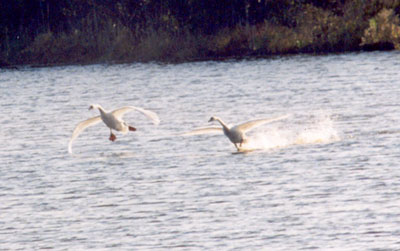 Mute Swans