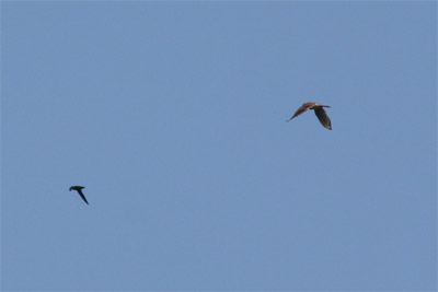 Chimney Swift and American Kestrel