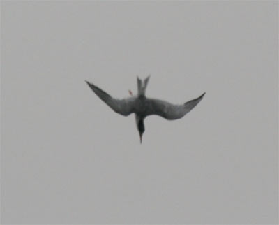 Common Tern Diving