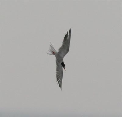 Common Tern Diving