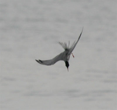 Common Tern Diving