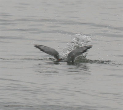 Common Tern Diving
