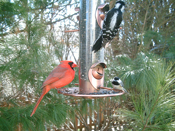 Downy Woodpecker, Cardinal, and Chickadee