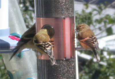 3 goldfinches