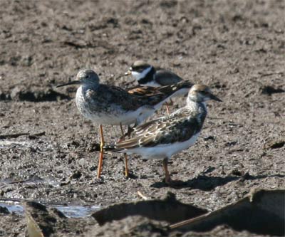 Three Shorebirds