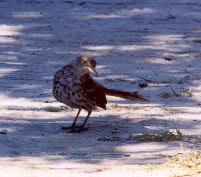 Brown Thrasher