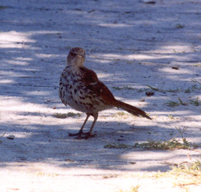 Brown Thrasher