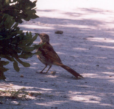 Brown Thrasher