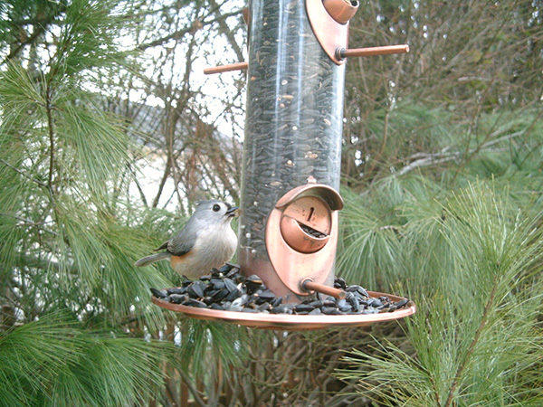 Tufted Titmouse