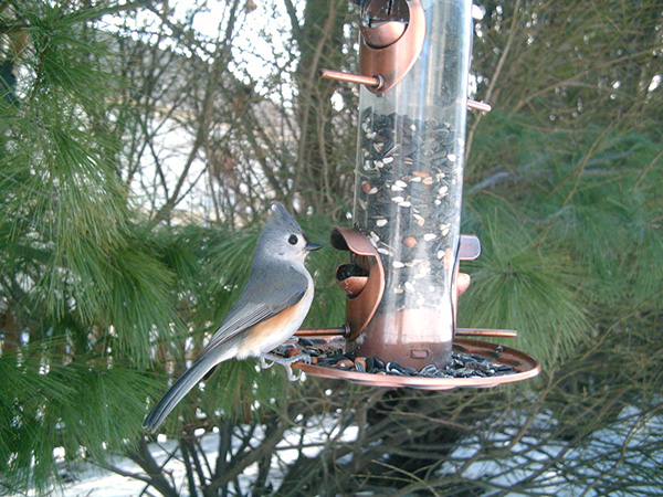 Tufted Titmouse