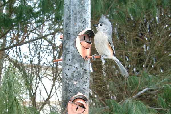 Tufted Titmouse