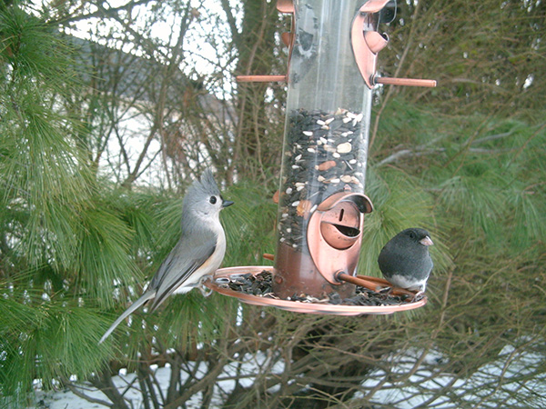 Tufted Titmouse