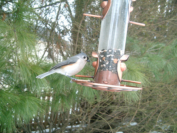 Tufted Titmouse