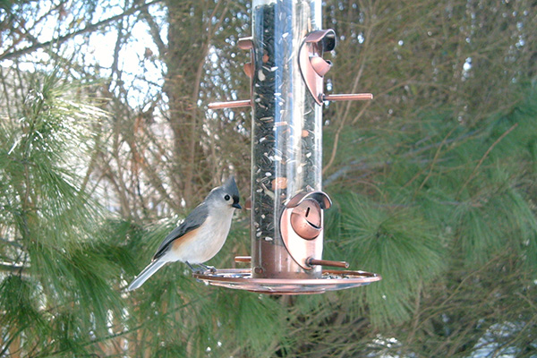 Tufted Titmouse