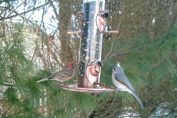 Tufted Titmouse