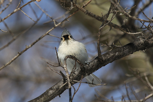 Tufted Titmouse