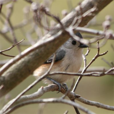 Tufted Titmouse