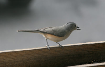 Tufted Titmouse