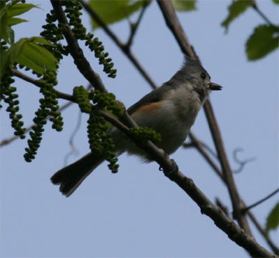 Tufted Titmouse